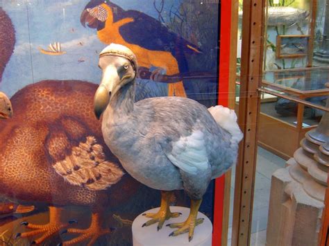 The Dodo of Mauritius