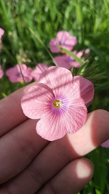 Linum - PictureThis