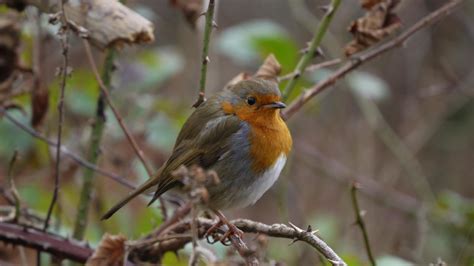 I went back to the same spot and my little robin friend came back to