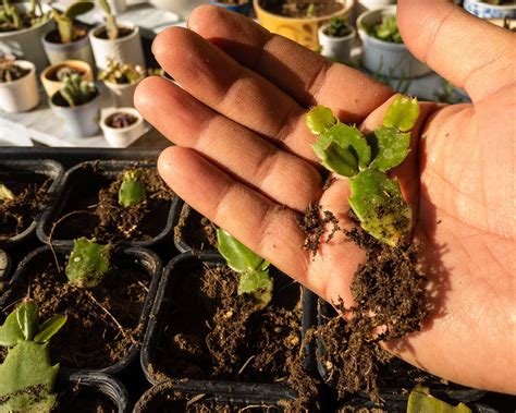 Christmas cactus propagation: get more plants for free | Gardeningetc