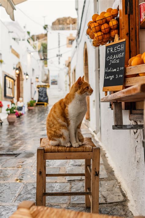 200+ Greek cat names (with meanings) - Traveling Cats