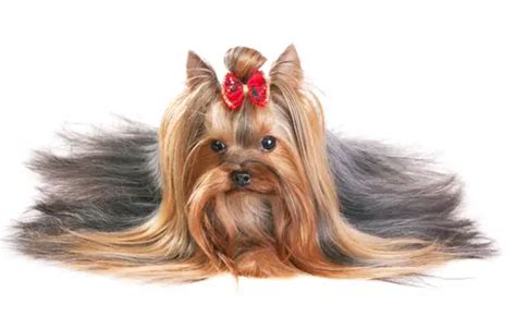Everything you need to know about a Yorkshire terrier's Coat - Yorkie ...