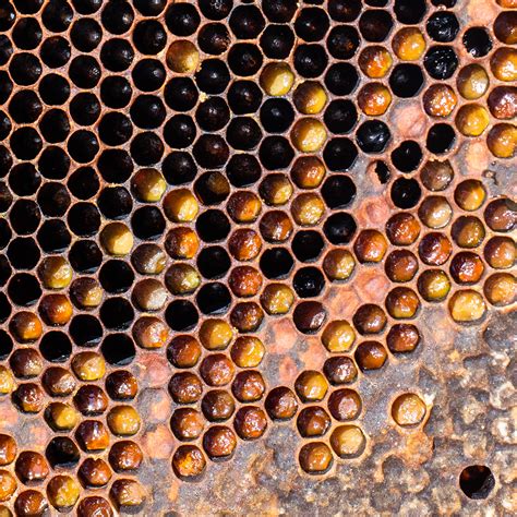 bee bread superfood organic portugal  aromatic