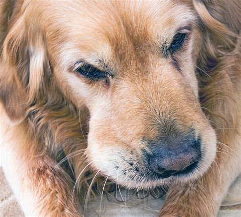 My Dog Has Bumps under Her Fur How to Treat : Effective Tips for Treatment