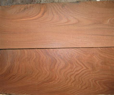 American Chestnut Versus Chinese Chestnut