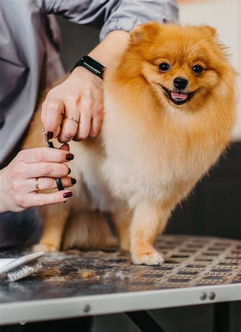 Is Nashville Pets Craigslist A Goldmine Or A Gamble? Find Out Now! Image 5