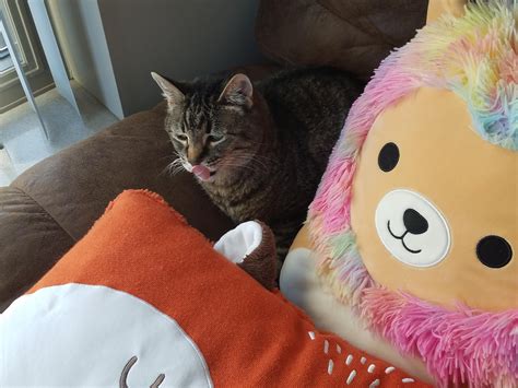 How To Keep My Cat Off My Leather Couch at Mary Lockridge blog