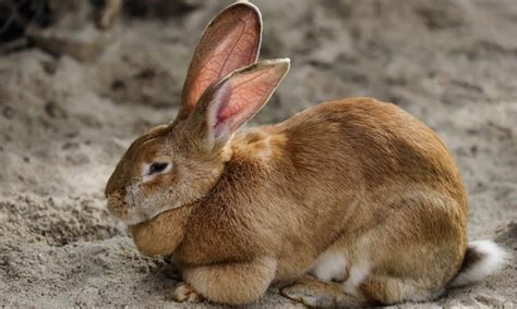 flemish giant rabbit temperament diet  care guide