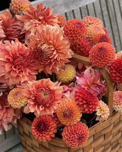 Dahlia Flower Plant