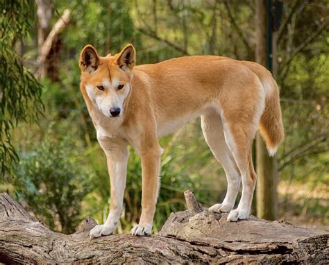 11 wild facts about dingoes – Artofit