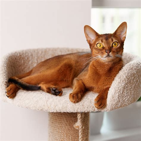 Black And Orange Cat Breed