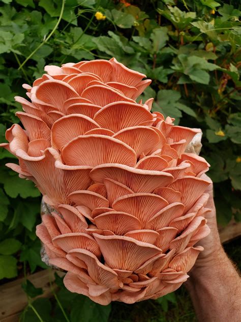 Bob Grows Food | Phoenix AZ