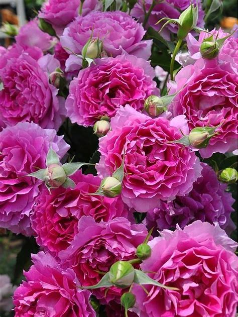 Asian Rose Species – SpringlandFlowers
