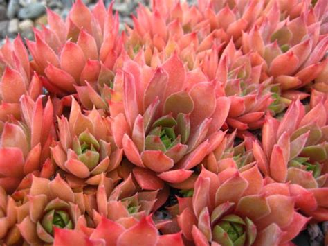 Sempervivum Marmalade