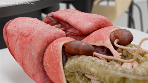 Male Internal Organs Anatomy 3D - TurboSquid 2387124