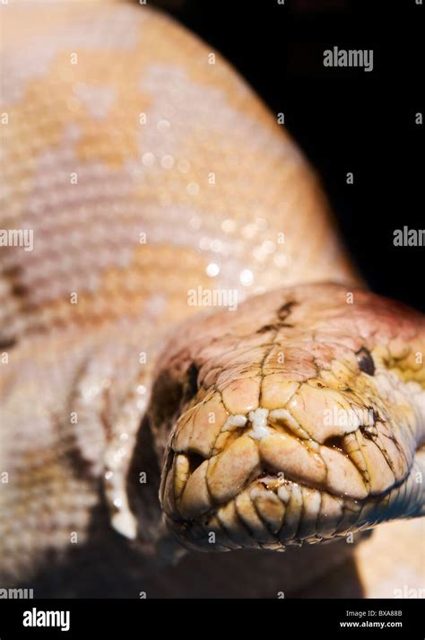 An Albino Python snake Stock Photo - Alamy