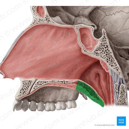 palate anatomy innervation blood supply  function kenhub