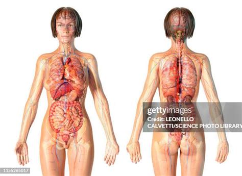 565 Female Anatomy Diagrams Stock Photos, High-Res Pictures, and Images ...