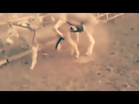 تزاوج الحمير الشواذ تزاوج ذكر بذكر 😱😨 - YouTube