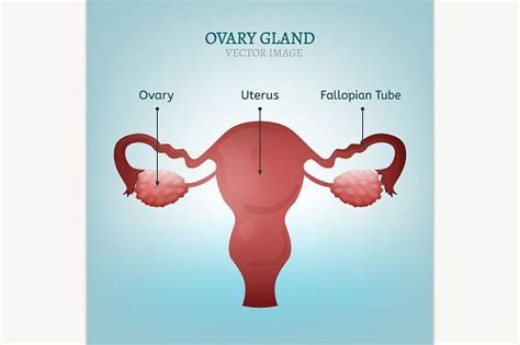 ovary gland ovaries body diagram diagram design