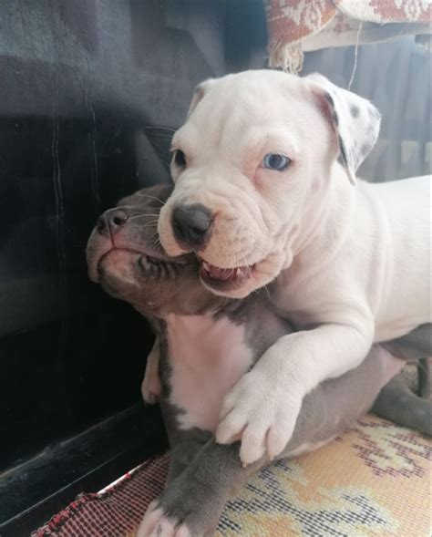 Pitbull am staff | Pitbulls, Dogs, Animals