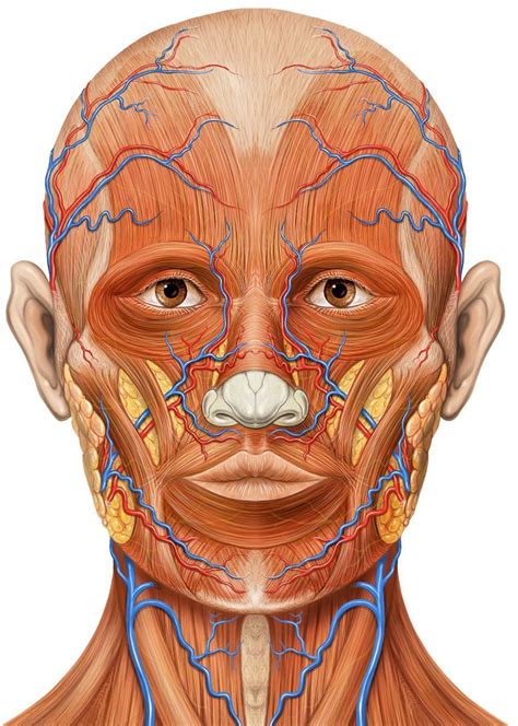face anatomy surface  joyce collins blog