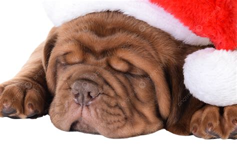 Sexy Puppy Pose PNG, Vector, PSD, and Clipart With Transparent