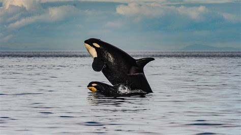 Orca Moms Pay a High Price to Feed Large Adult Sons - The New York Times