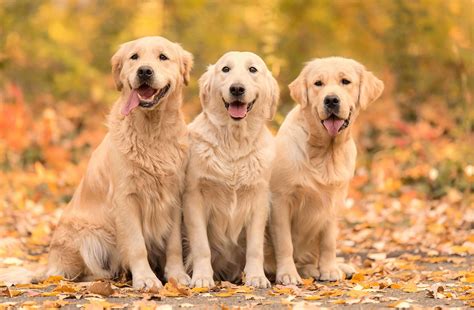 70 Golden Retriever Facts & Secrets You Never Knew - Facts.net