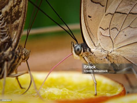 Closeup Of Two Butterflies On Extended Proboscis Sucking Food Stock