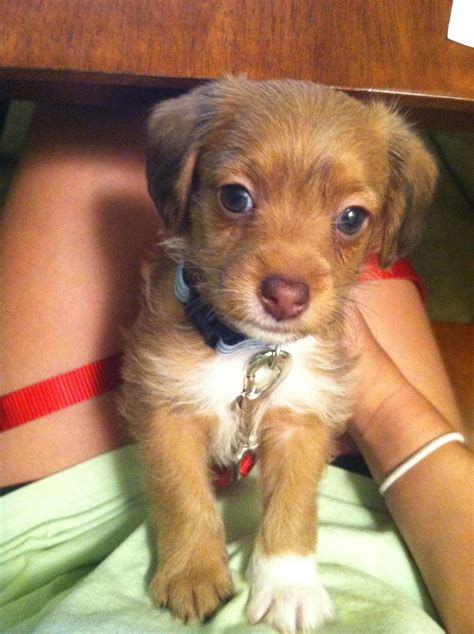 Toy Poodle Rat Terrier Mix | Designer Dogs