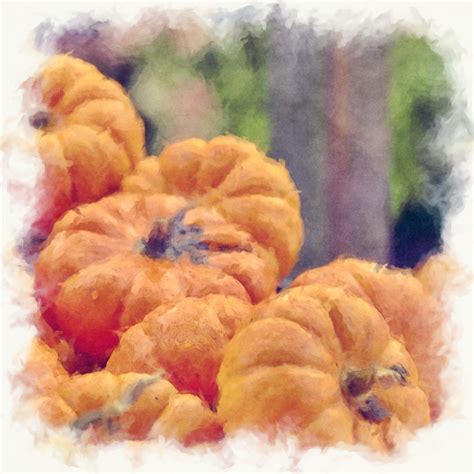 Small Pumpkins Free Stock Photo - Public Domain Pictures