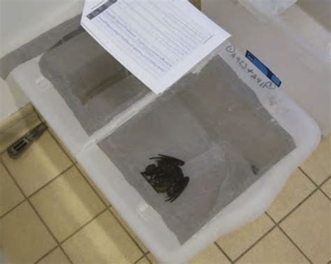 Leptodactylus fallax in recovery box following anaesthesia. (A. Barbon/... | Download Scientific ...