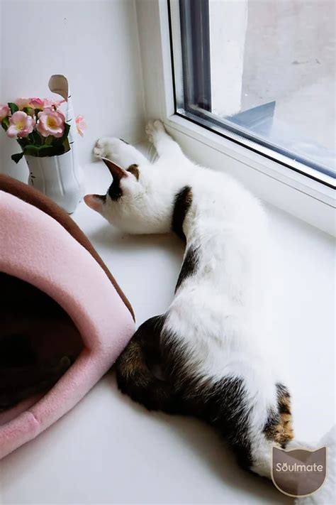Котокафе в Санкт-Петербурге / Cat cafe in St-Petersburg