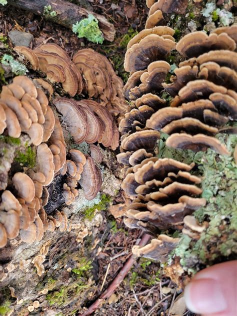 A Helpful Guide To Identifying Il Mushrooms - RYZE Superfoods