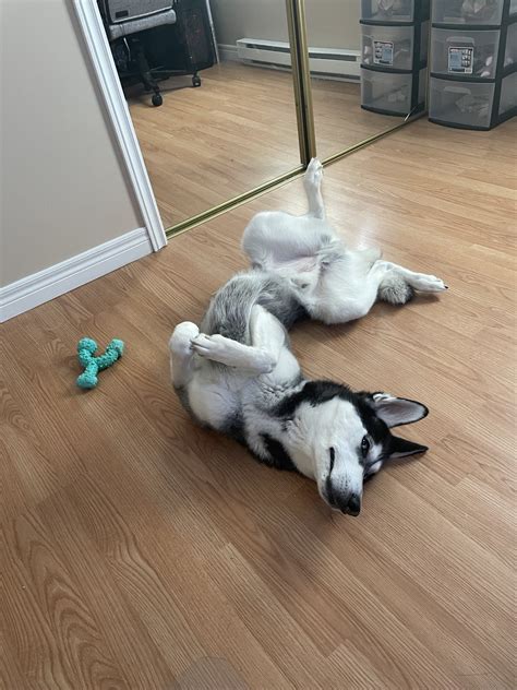 I think my husky is broken. His name is Sulley : r/husky
