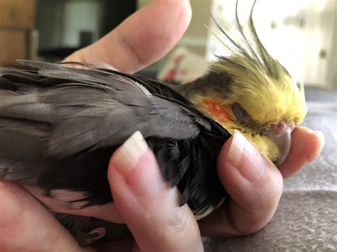 A hard sleep after a hard day : r/SleepyBirbs