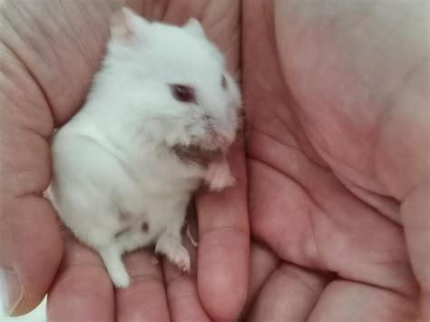 what happens if hamster vomiting easily 1