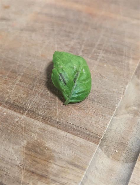 Black spots on basil when water propagating : r/propagation