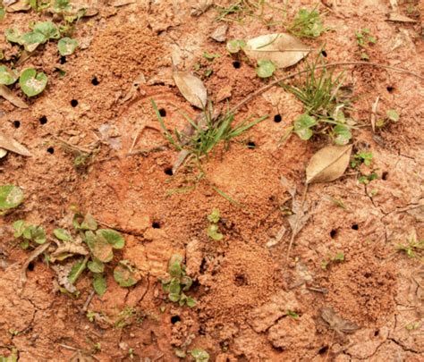 ground nesting bees meet  miner bee  pitt county arboretum