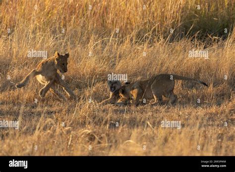 Kruger national park lion sunset hi-res stock photography and images ...