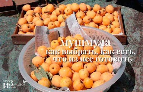 Что это за фрукт мушмула. Фото. Полезные свойства и противопоказания