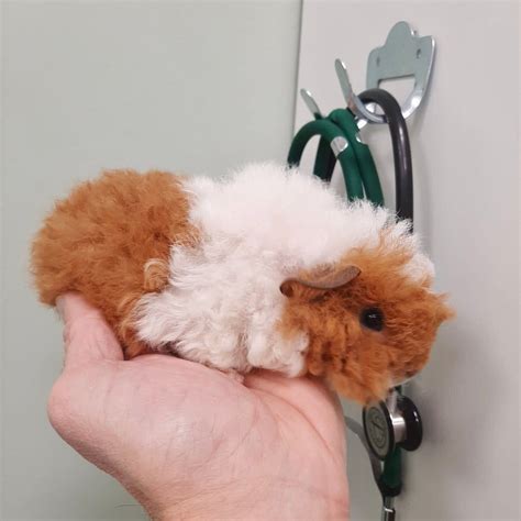 razze  cavie dr luca  veterinario animali esotici