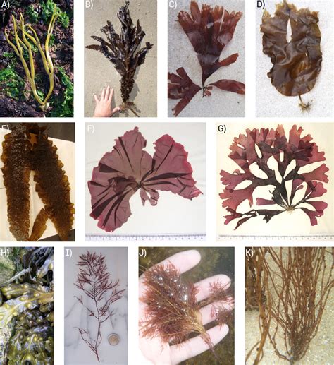 Espécies De Alga Utilizadas Na Alimentação Humana - As algas na alimentação - Revista de Ciência Elementar
