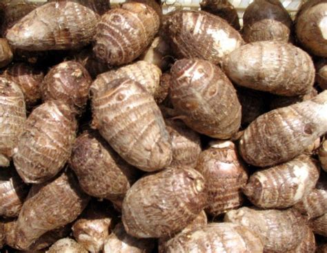 fresh root vegetables taro classification  grading