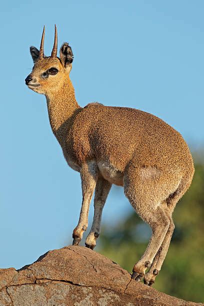 klipspringer stock  pictures royalty  images istock