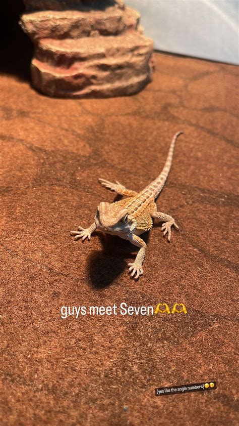 how to tell how old a bearded dragon is 7