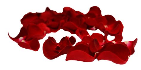Single Rose Petal Png