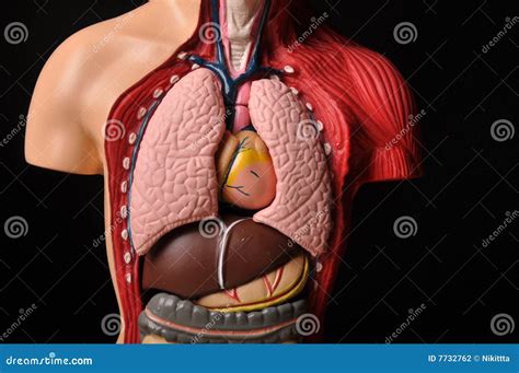 Human Anatomy And Physiology Lab | Learn EVERYTHING You Need To Know ...