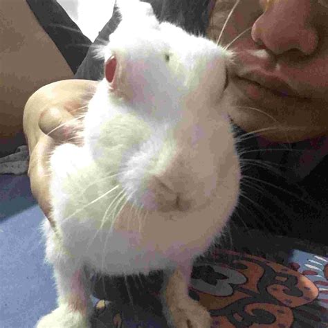 ways to rabbit losing weight naturally 3